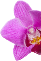 Orchid