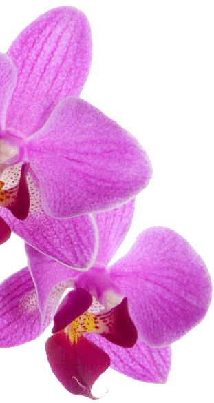 Orchid